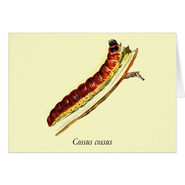 Cossus spp. (Voorkant Horizontaal)