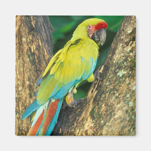 Costa Rica, Ara Ambigua, Great Green Macaw. Magneet