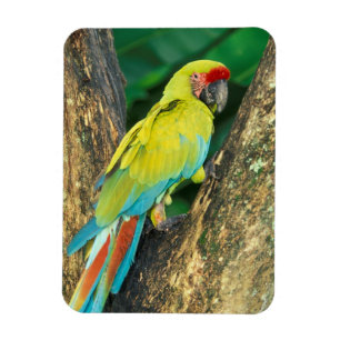 Costa Rica, Ara Ambigua, Grote Groene Ara. Magneet