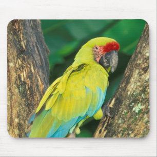 Costa Rica, Ara Ambigua, Grote Groene Ara. Muismat