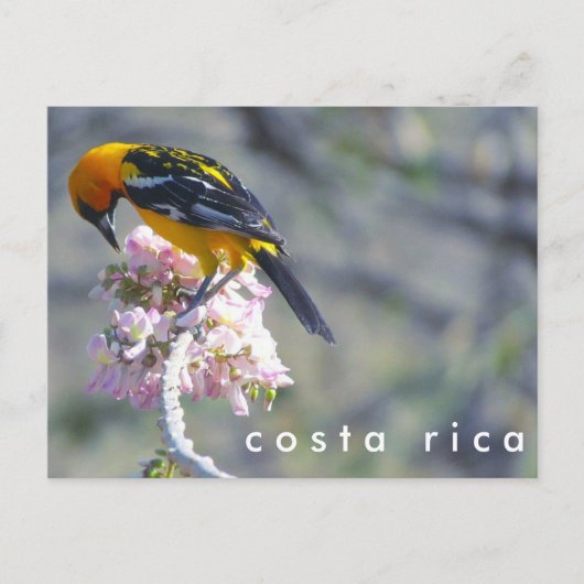 Costa Rica Birding Briefkaart (Voorkant)