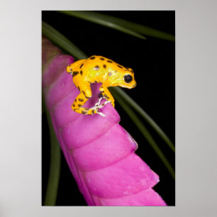 Costa Rica. Close-up van pijlgifkikker Poster