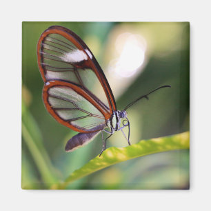 costa rica glassing vlinder magneet