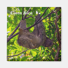Costa Rica - Happy Lazy Sloth, Antonio Manuel NP