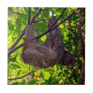Costa Rica - Happy Lazy Sloth, Antonio Manuel NP Tegeltje