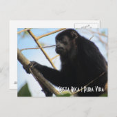 Costa Rica Howler Monkey Briefkaart (Voorkant / Achterkant)