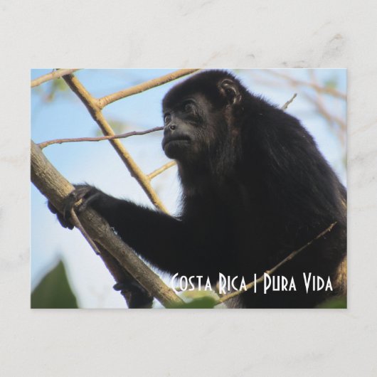 Costa Rica Howler Monkey Briefkaart (Voorkant)