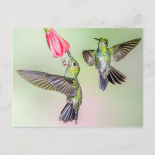 Costa Rica Hummingbird Couple Flying Together Briefkaart