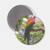 Costa Rica Macaw Magneet (Voorkant / Achterkant)