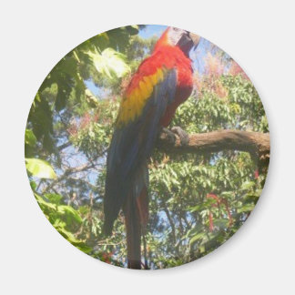 Costa Rica Macaw Magneet