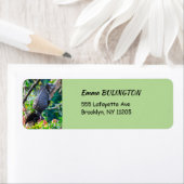 Costa Rica, Muelle - Lazy Iguana die in een boom r Etiket (Insitu)