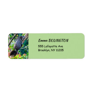 Costa Rica, Muelle - Lazy Iguana die in een boom r Etiket