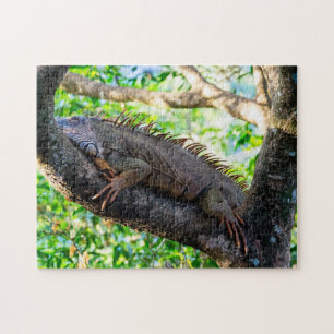 Costa Rica, Muelle - Lazy Iguana die in een boom r Legpuzzel