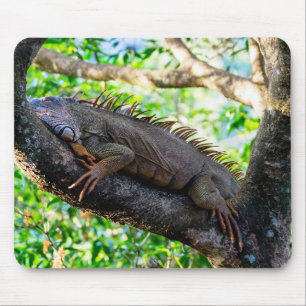 Costa Rica, Muelle - Lazy Iguana die in een boom r Muismat