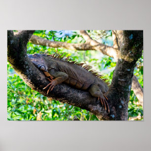 Costa Rica, Muelle - Lazy Iguana die in een boom r Poster