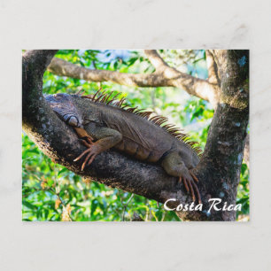 Costa Rica, Muelle - Luie leguaan rustend in een b Briefkaart