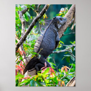 Costa Rica, Muelle - Luie leguaan rustend in een b Poster