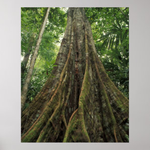 Costa Rica, Nationaal Park Corcovado, Buttpress Poster