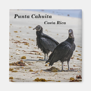 Costa Rica, Punta Cahuita - Zwarte gieren Magneet