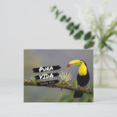 Costa Rica Pura Vida Toucan Photo Carte postale (Debout devant)