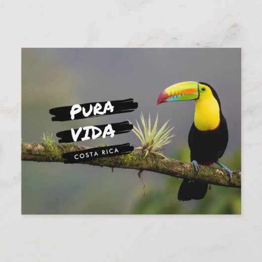 Costa Rica Pura Vida Toucan Photo Carte postale (Devant)
