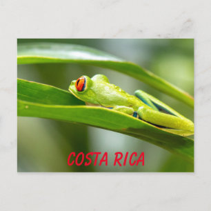 Costa Rica Rica Rood-oyed Tree Kikker op een leder Briefkaart