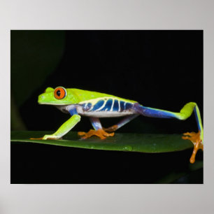 Costa Rica, Roodogige Boomkikker (Agalychnis Poster