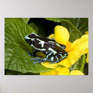 Costa Rica, schiereiland Osa. Sluiting van gif Poster