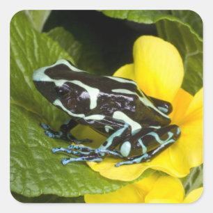 Costa Rica, schiereiland Osa Vierkante Sticker