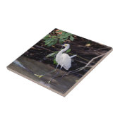 Costa Rica, Tortuguero - Egretta thula Tegeltje (Zijkant)