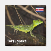 Costa Rica, Tortuguero - Emerald Basilisk Lizard Magneet (Voorkant)