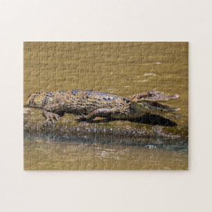 Costa Rica, Tortuguero - Maliderende krokodil Legpuzzel