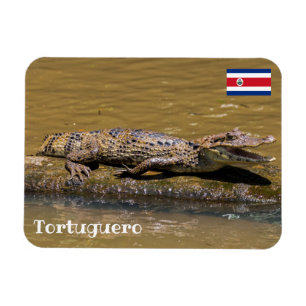 Costa Rica, Tortuguero - Maliderende krokodil Magneet
