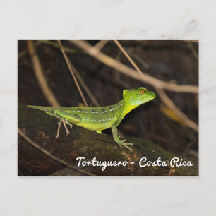Costa Rica, Tortuguero - Smaragdgroene Basiliskhag Briefkaart