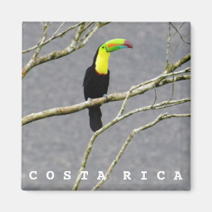 Costa Rica Toucan Souvenir Magnet Magneet