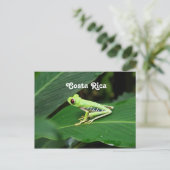 Costa Rica Tree Kikker Briefkaart (Staand voorkant)