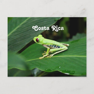 Costa Rica Tree Kikker Briefkaart