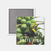 Costa Rica Tropical Toucan Souvenir Magnet (Recto/Verso)