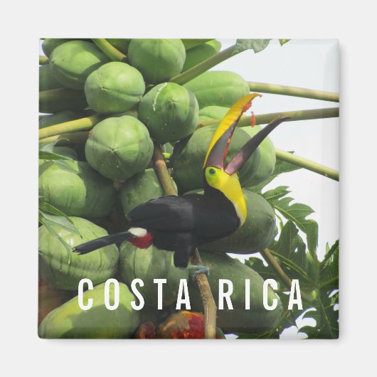 Costa Rica Tropical Toucan Souvenir Magnet (Devant)