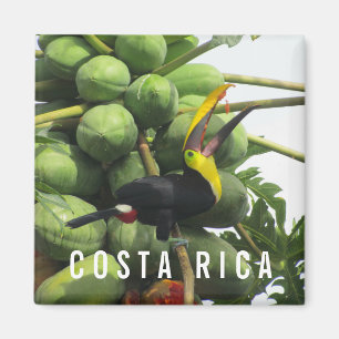 Costa Rica Tropische Toucan Souvenir Magnet Magneet