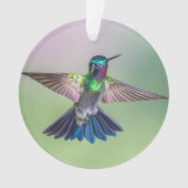 Costa Rica : Un colibri pourpre, vert et bleu vola (devant)