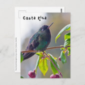 Costa Rica vogel - Fiery-throated Hummingbird Briefkaart (Voorkant / Achterkant)
