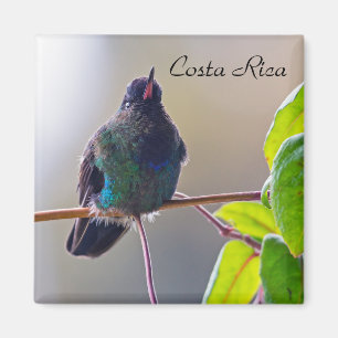 Costa Rica vogel - Vuurkeelkolibrie Magneet