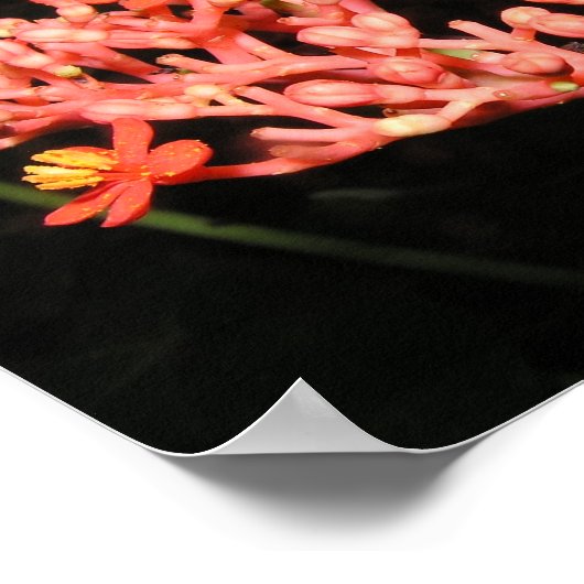 Costa Ricaanse ventilator Poster (Hoek)