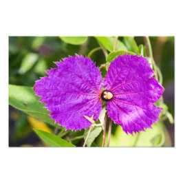 Costa Rican Butterfly Vine Foto Afdruk