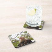 Costa Rican Wild Wonder: Capuchin Monkey Bier Onderzetter (Rechterzijde)