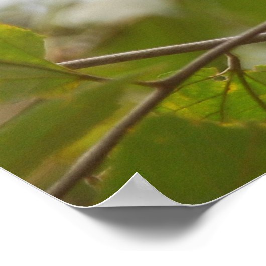 Costa Ricische aap, merkwaardige witte capuchin Poster (Hoek)