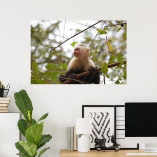 Costa Ricische aap, merkwaardige witte capuchin Poster