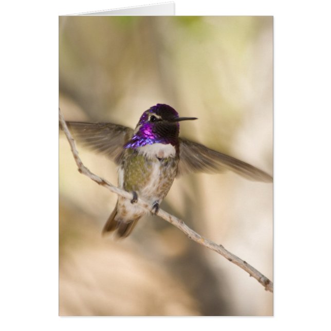 Costa's Hummingbird (Voorkant)