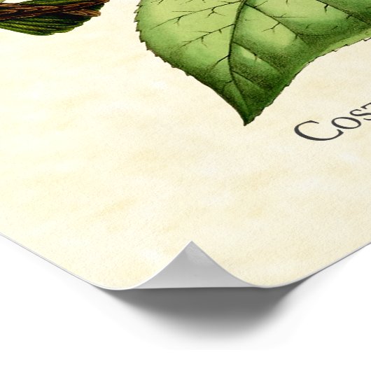 Costa's Hummingbird Art Print (Hoek)